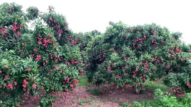 Karışık sebzeler ve geleneksel Akdeniz tarzıyla hazırlanmış taze Yunan salatası, sağlıklı ve ferahlatıcı bir yemek olarak servis ediliyor. Restoran menüleri, sağlıklı yemek promosyonları, vejetaryen yemek görselleri için ideal.