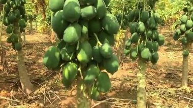 Papaya tarımı tarımsal alanlarda meyve ağaçları, tarım süreci ve tropikal meyve hasadını gösteriyor. Çiftçilik eğitimi görselleri, tarım belgeselleri ve ticari stok görüntüleri için ideal.