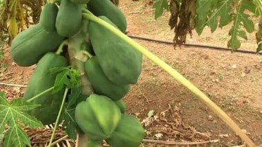 Tropikal papaya çiftçiliği, kırsal kesimlerde taze meyve hasadı ve tarım uygulamaları sergiliyor. Tarım görselleri, organik gıda tanıtımı ve ticari stok görüntüleri için ideal..