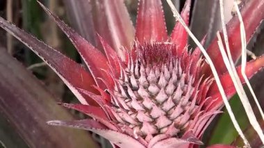 Taze olgun ananaslar, tropikal meyve dokusunu ve doğal tazeliği gözler önüne seriyordu. Tarım görselleri, meyve pazarları, sağlıklı gıda içeriği ve taze üretimi ön plana çıkaran ticari stok görüntüleri için ideal.