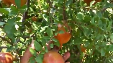 Olgun nar meyvesi taze gösterilir, doku, tohum ve besin değeri üzerinde yoğunlaşır. Sağlıklı yaşam tarzı görselleri ve ticari stok görüntüleri için ideal.