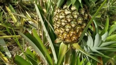 Tropik ananaslar taze hasat edilmiş ve sergilenmiş, dokuyu, rengi ve tazeliği vurguluyor. Sağlıklı yaşam tarzı görselleri, meyve yetiştiriciliği içeriği ve ticari stok görüntüleri için ideal.