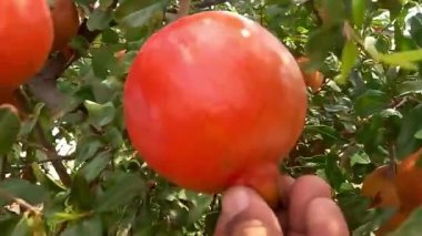 Tohumları ve doğal tazeliği ön plana çıkaran sağlıklı bir diyetin parçası olarak sergilenen taze nar meyvesi. Meyve pazarı görselleri için ideal.