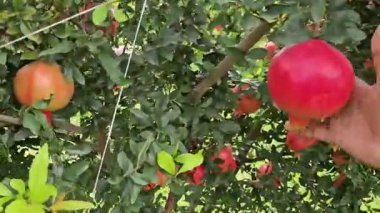 Antioksidan ve besin açısından zengin olgun nar meyveleri, sağIık ve beslenme görselleri için taze olarak sergileniyor. Ticari stok görüntüleri için ideal.