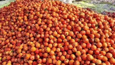 Uluslararası pazarlar için nar toptancılığı ve ihracat toptan meyve kullanımı, ambalaj ve tedarik zinciri. Tarım ticareti görselleri ve ticari stok görüntüleri için ideal.