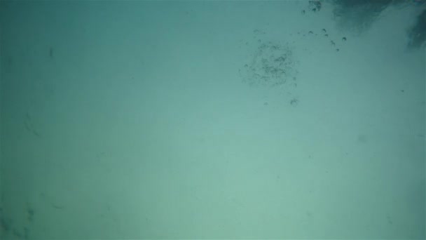 바다에서 남자 수영의 Undrwater 총 — 비디오