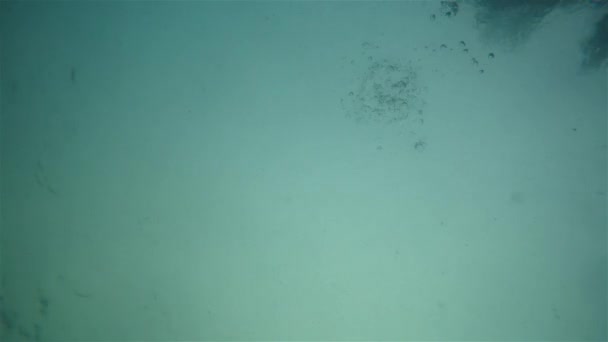 Undrwater tir d'un homme nager dans la mer 