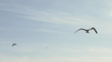 Deniz gökyüzünde uçan martı