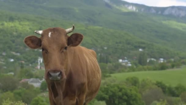 Корова стоит и смотрит в камеру — стоковое видео