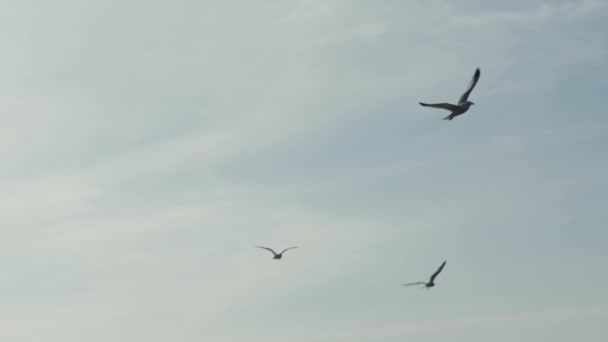 Bandada de gaviotas volando en el cielo — Vídeos de Stock
