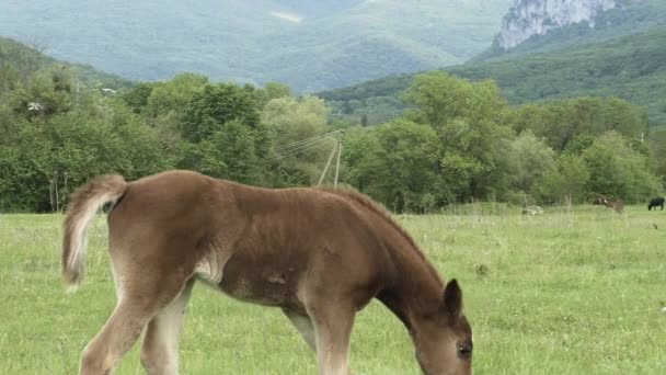 Poulain jouant dans une prairie — Video