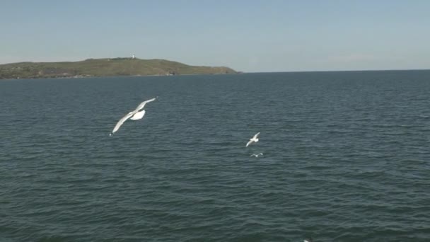 Vele Flying Seaguls aan zee — Stockvideo