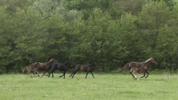 Troupeau de chevaux pressés sur le terrain 