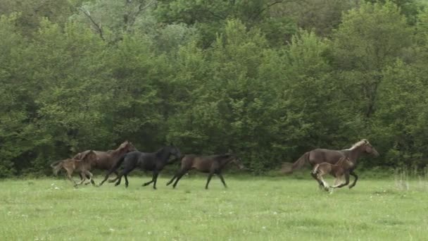 Herde eiliger Pferde auf dem Feld — Stockvideo