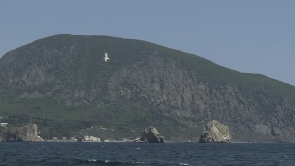 Gabbiano sopra la città sullo sfondo — Video Stock