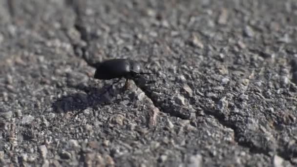 Lonely Beetle On The Road — Stock Video