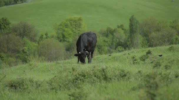 Cow Grazing On Mountain Pasture — Stock Video