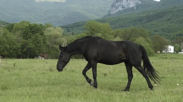 黒い馬の牧草地を歩いて — ストック動画