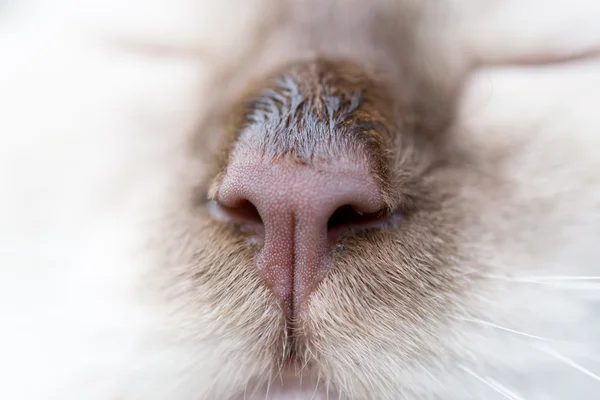 Hidung kucing cokelat — Stok Foto