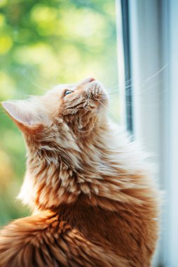 Kızıl kedi pencereye yaslanmış ve yukarı bakıyor.