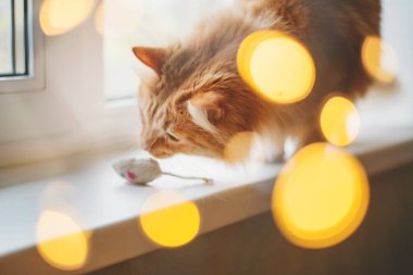 Pencere pervazında fareyle oynayan sevimli kızıl kedi çelenk ışıklarının arasında