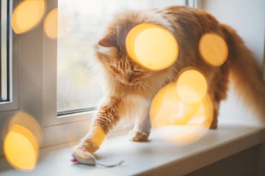 Pencere pervazında fareyle oynayan sevimli kızıl kedi çelenk ışıklarının arasında
