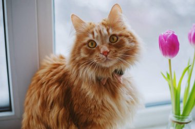 Kelebek kravatlı ve pencere pervazında pembe laleli sevimli kızıl kedi portresi. Kadınlar Günü konsepti