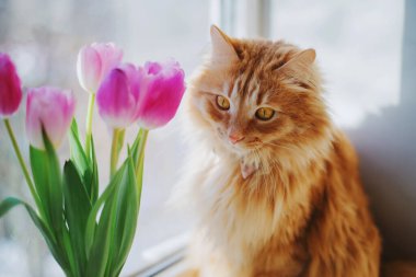 Tatlı kızıl kedinin ve pencere pervazındaki pembe lalelerin yakın portresi. Kadınlar Günü konsepti
