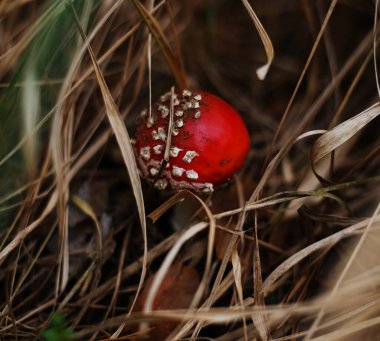 Çimenlerin arasında bulanık arka planlı, güzel sineklere yakın..