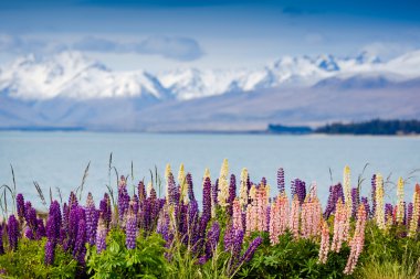 Lupins sahilde Lake Tekapo, Yeni Zelanda