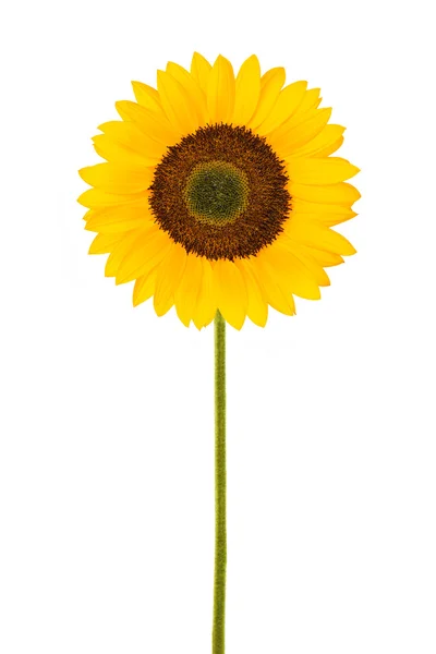 Sonnenblume isoliert auf weiß — Stockfoto