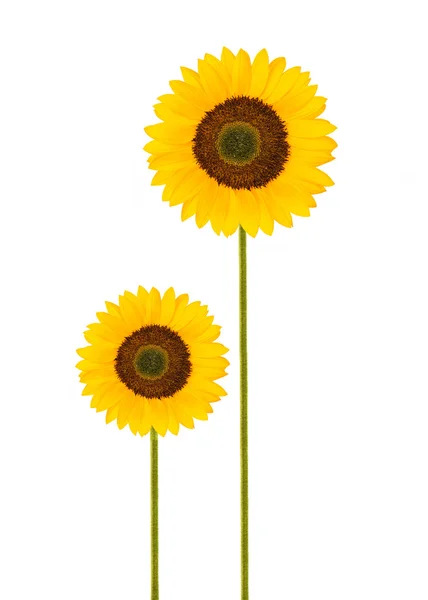 Sonnenblumen isoliert auf weiß — Stockfoto