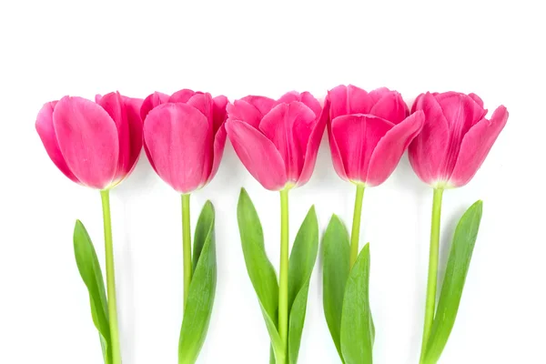 春の花ピンクのチューリップ — ストック写真