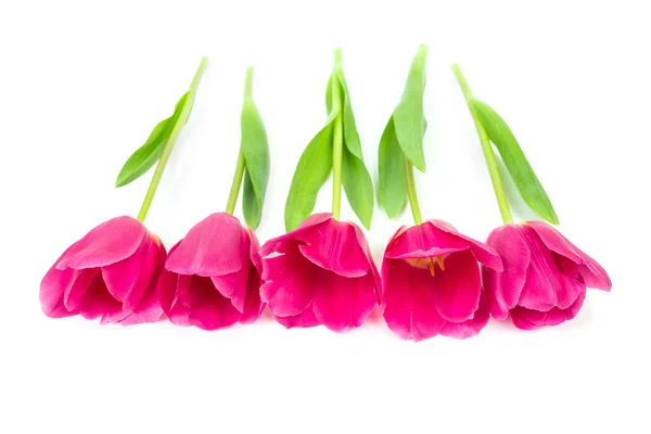 Tavaszi virágok rózsaszín tulipánok — Stock Fotó