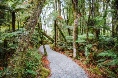 Yağmurlu ormanda iz