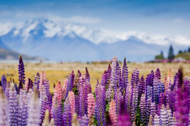 Çiçek açan lupins ile lake Tekapo