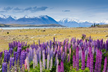 Çiçek açan lupins ile lake Tekapo