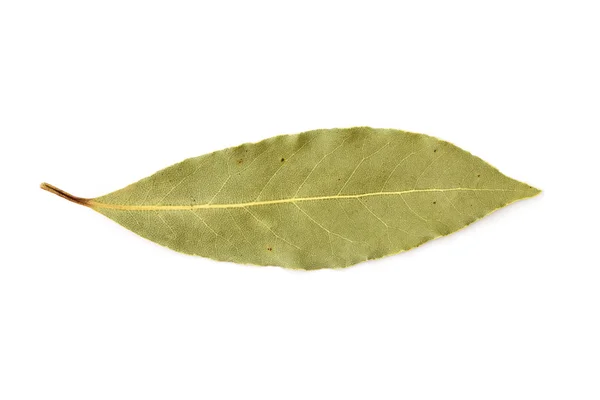 Aromatyczne liść laurowy — Zdjęcie stockowe