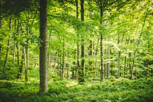 Árboles en madera verde —  Fotos de Stock