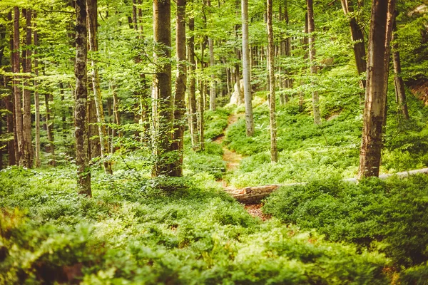 Árvores em madeira verde — Fotografia de Stock