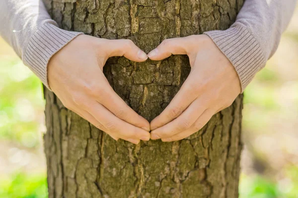 Las manos femeninas sobre el árbol — Foto de Stock