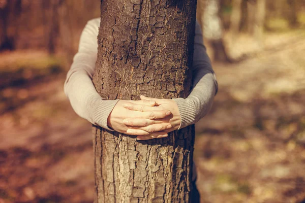 Female hands over tree — Stock Photo, Image