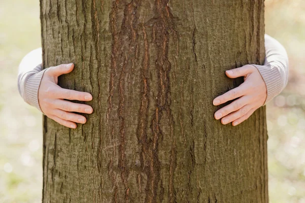 Female hands over tree — Stock Photo, Image