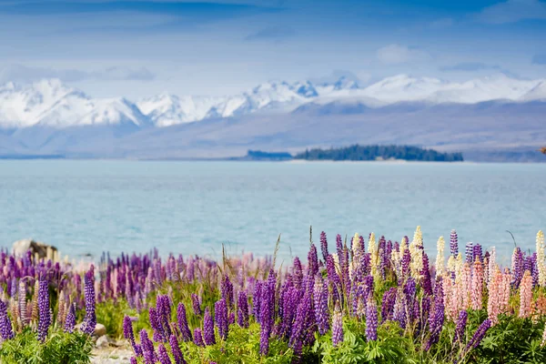 Lake Tekapo s kvetoucí lupiny — Stock fotografie