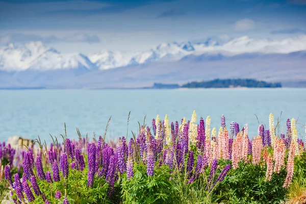 Lago Tekapo com lupins florescendo — Fotografia de Stock