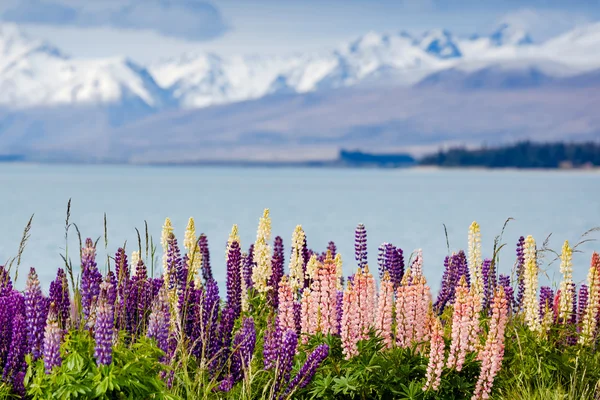 Tekapo lake with lupins blooming — Stock Photo, Image