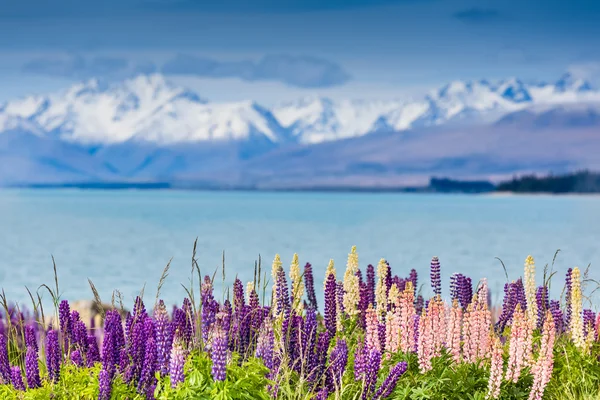 Tekapo sjö med lupiner blommande — Stockfoto