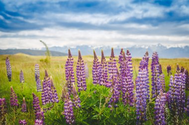 Çiçek açan lupins ile lake Tekapo