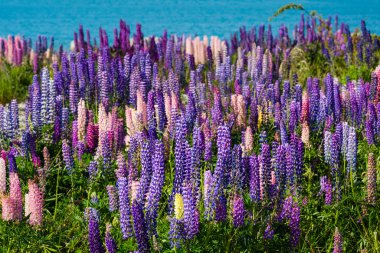 Lupins growing on the shore clipart