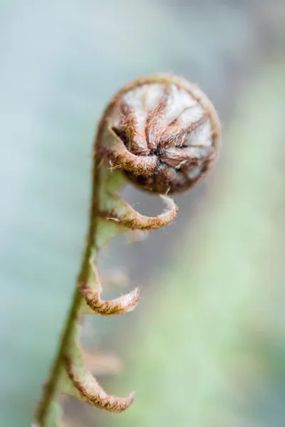 Tineri frunze de ferigă — Fotografie, imagine de stoc